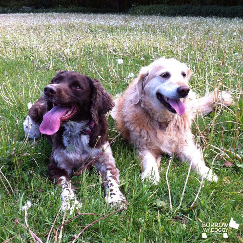 two happy dogs outside relaxing in the summer