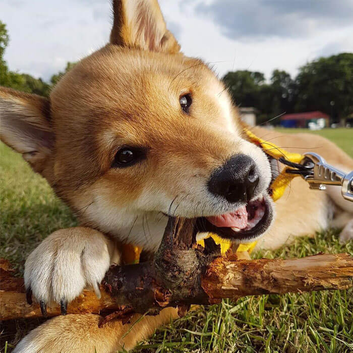 Shiba Inu Borrowmydoggy Leaving Pawprints Of Happiness