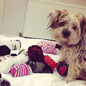 un Yorkshire Terrier en una cama rodeado de calcetines