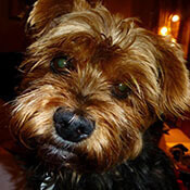 un drăguț closeup de un Yorkshire Terrier