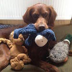 picture of a cute irish setter