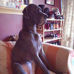picture of a great dane sitting on a chair
