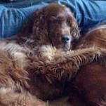 photo of an irish setter