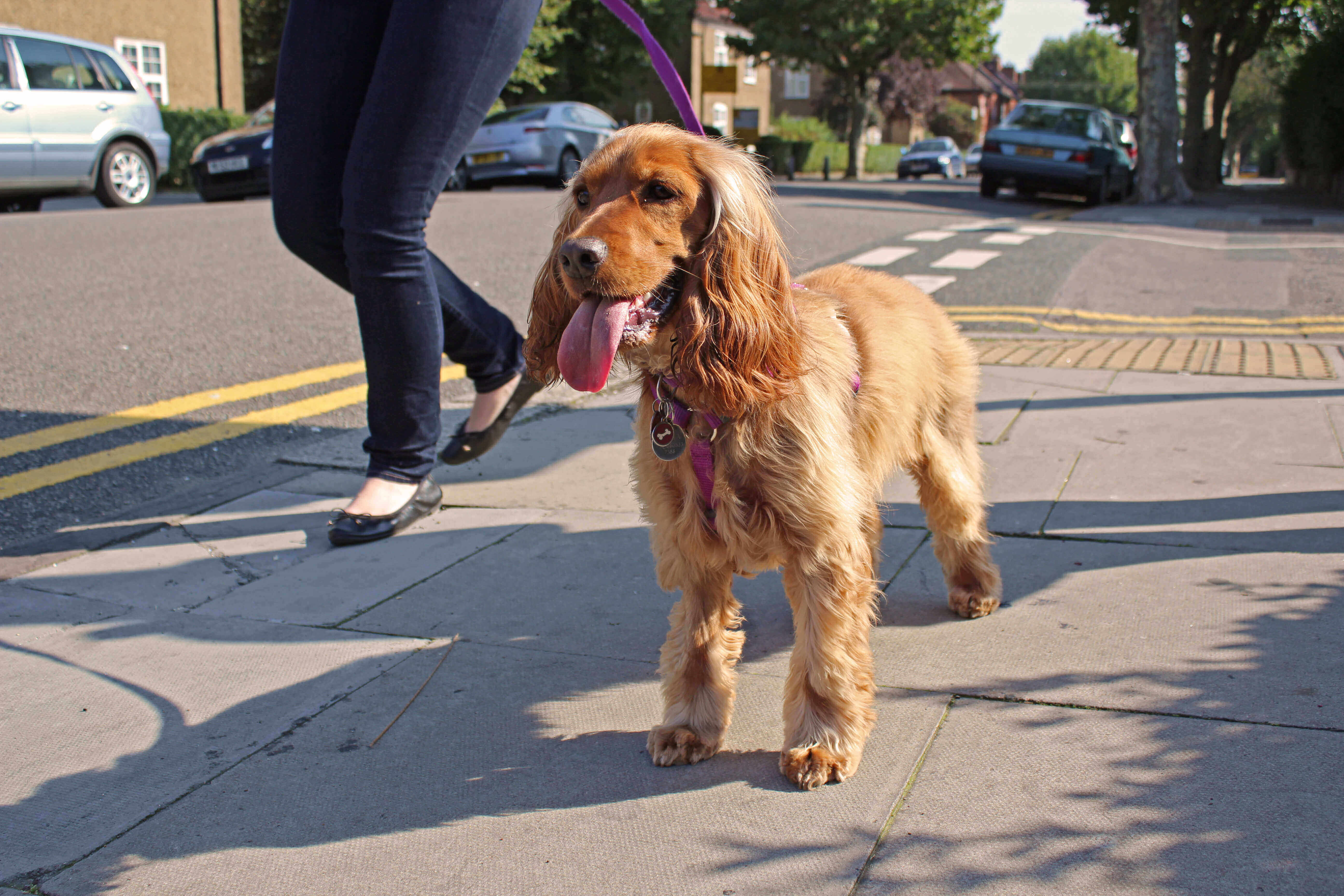 affordable-dog-sitting-in-sheffield-borrowmydoggy-leaving-pawprints