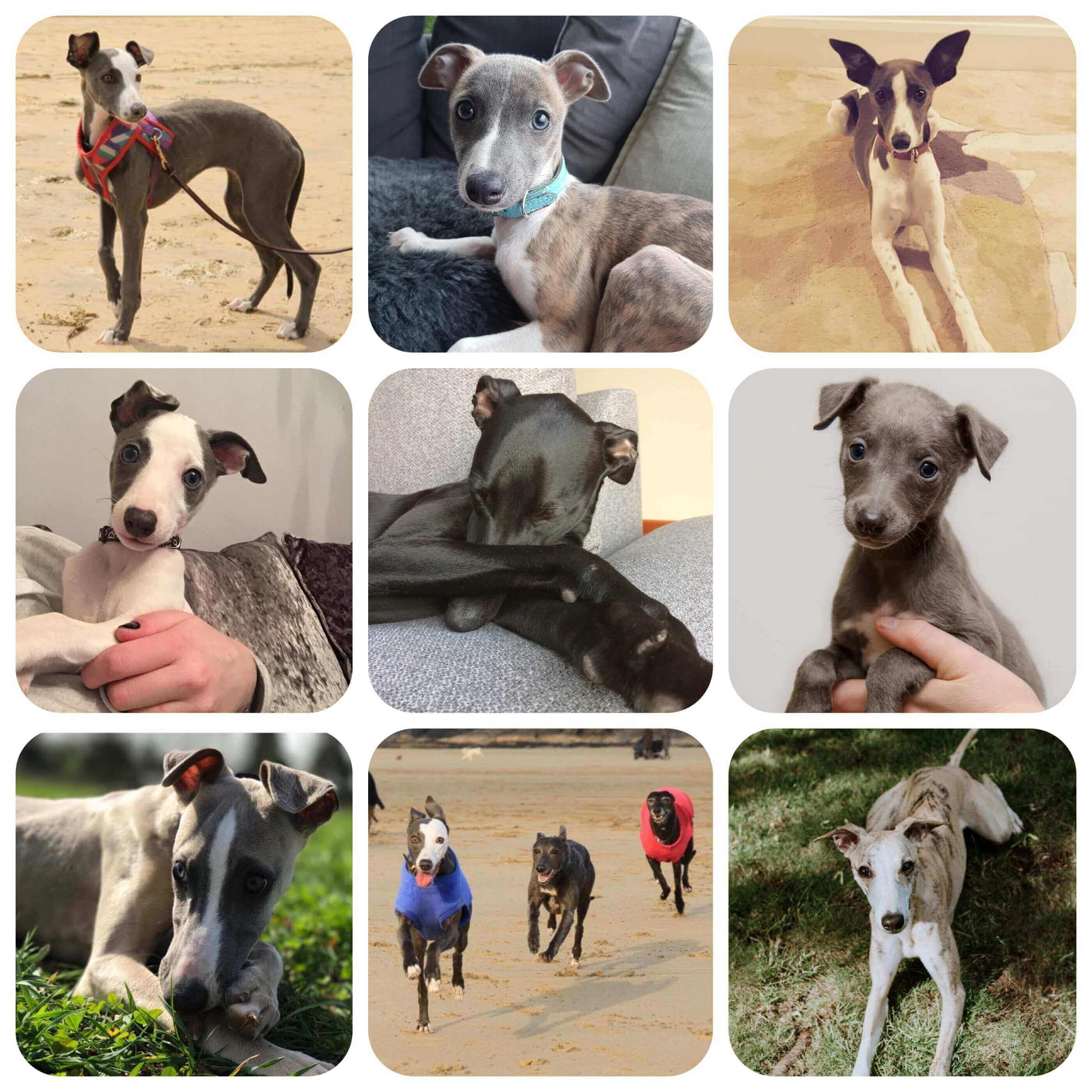 facts about whippets