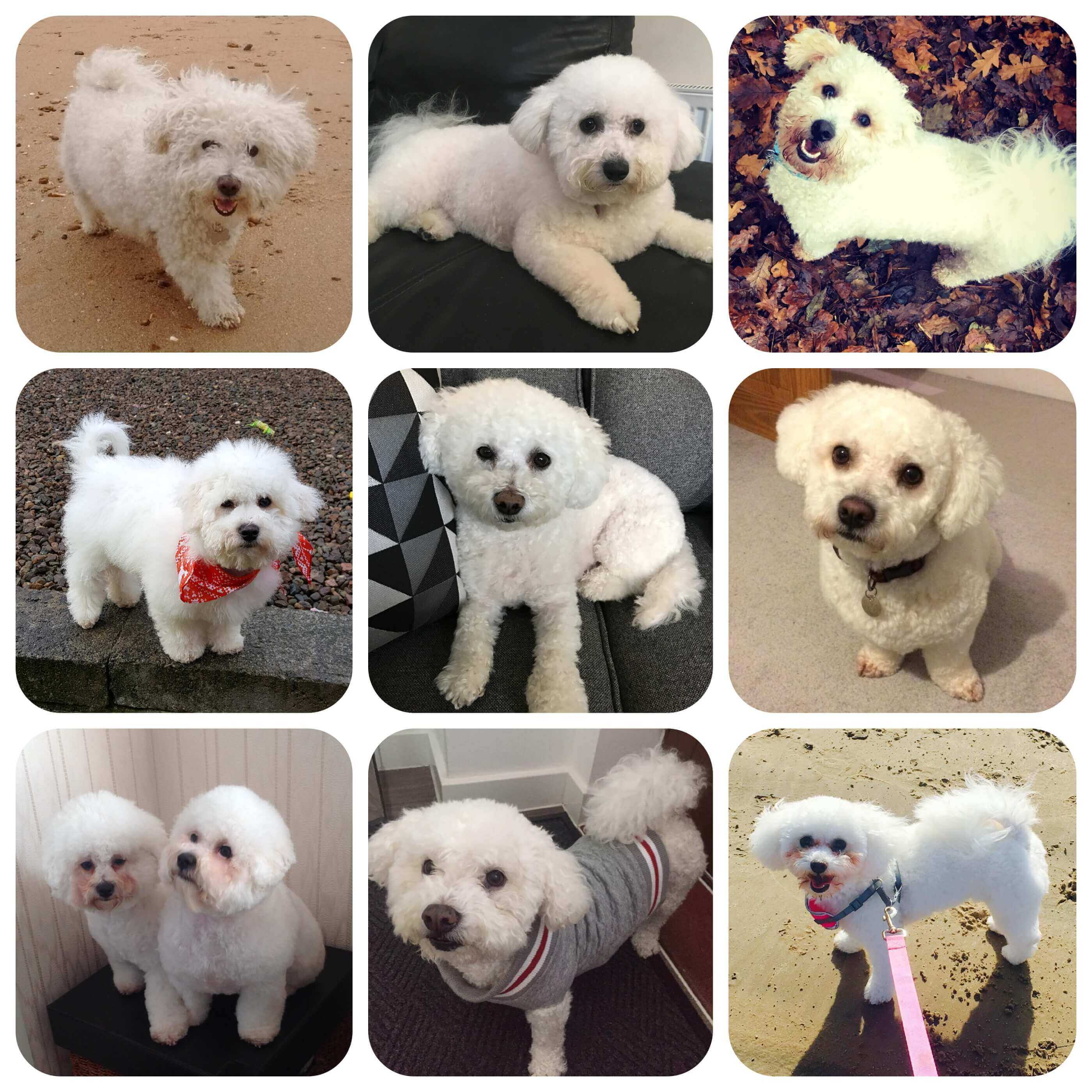 facts about bichon frise