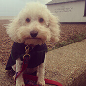 Cockapoo Borrowmydoggy Leaving Pawprints Of Happiness