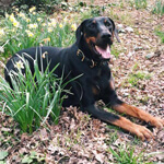 picture of a happy doberman outside