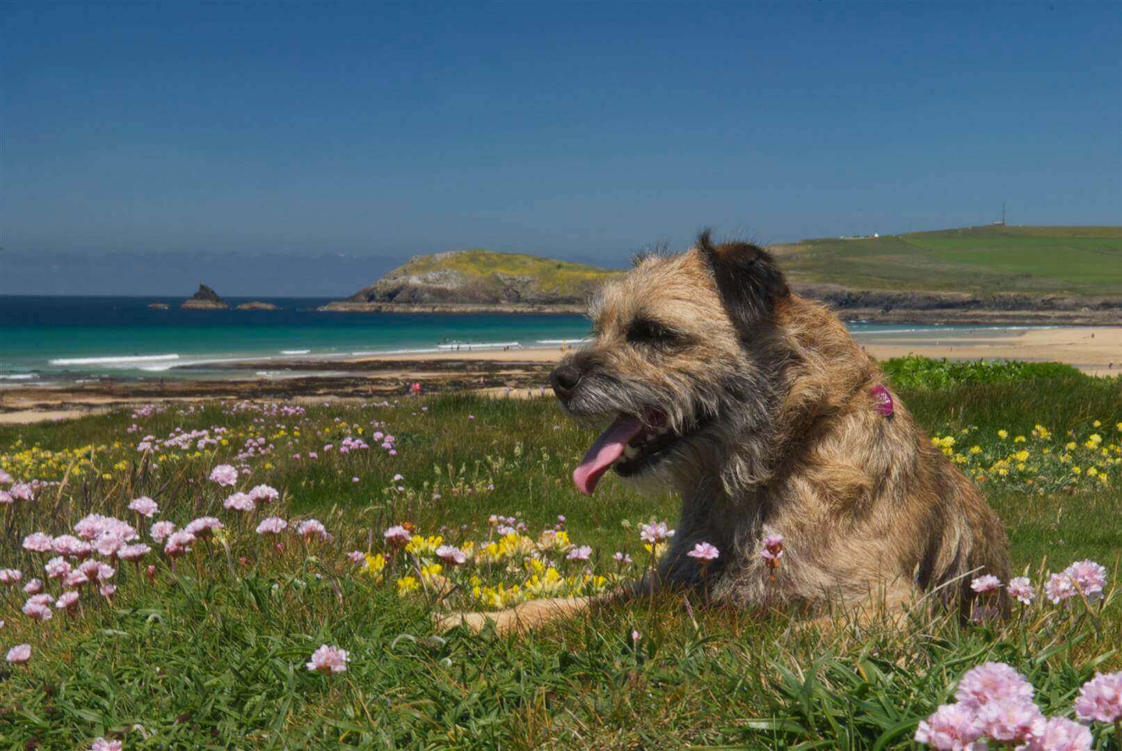 dog enjoying the beach at a dog-friendly cottage in Cornwall