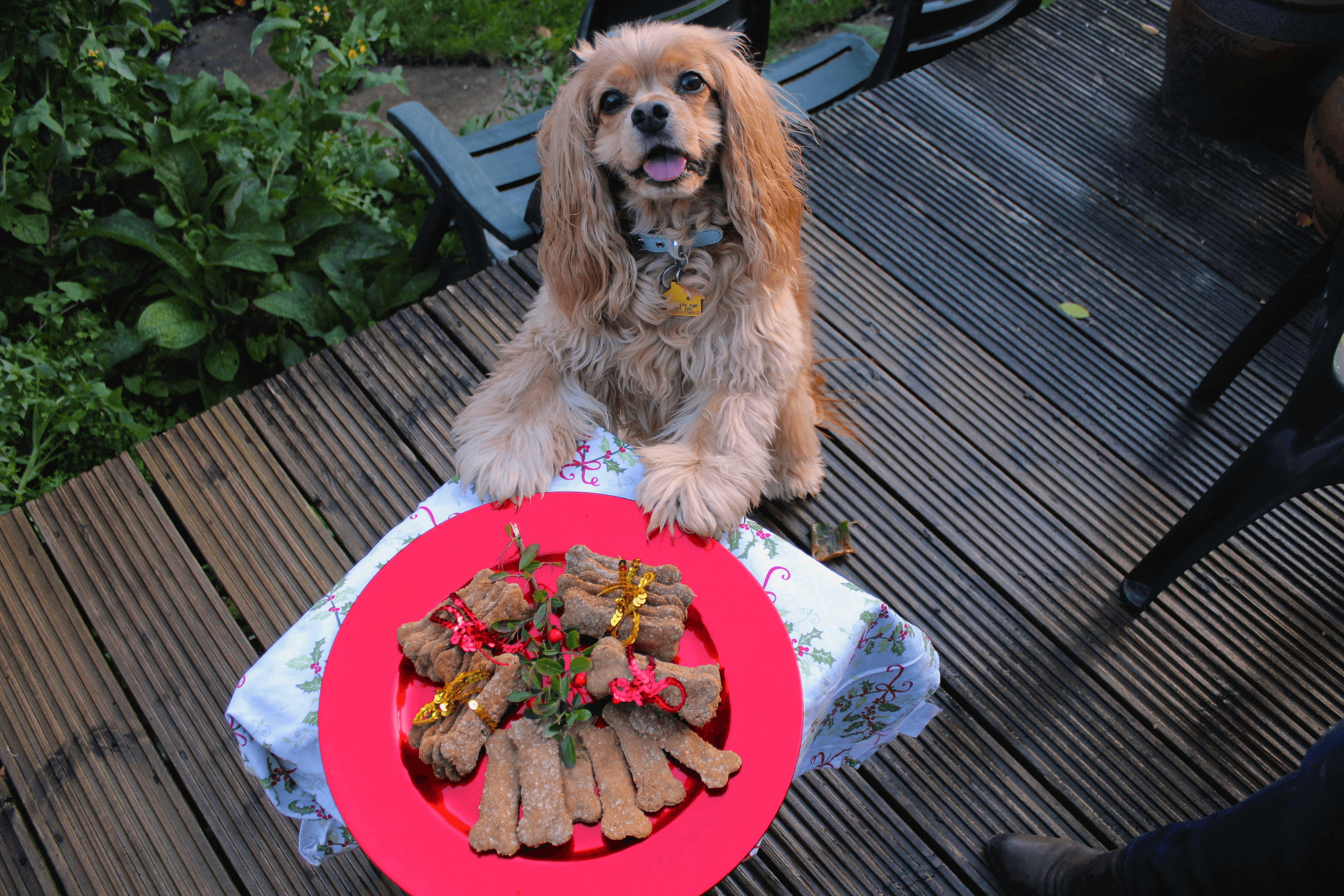 gingerbread dog treats