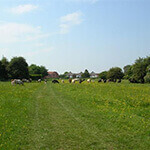 hob moor nature reserve, a great place to walk your dog in york