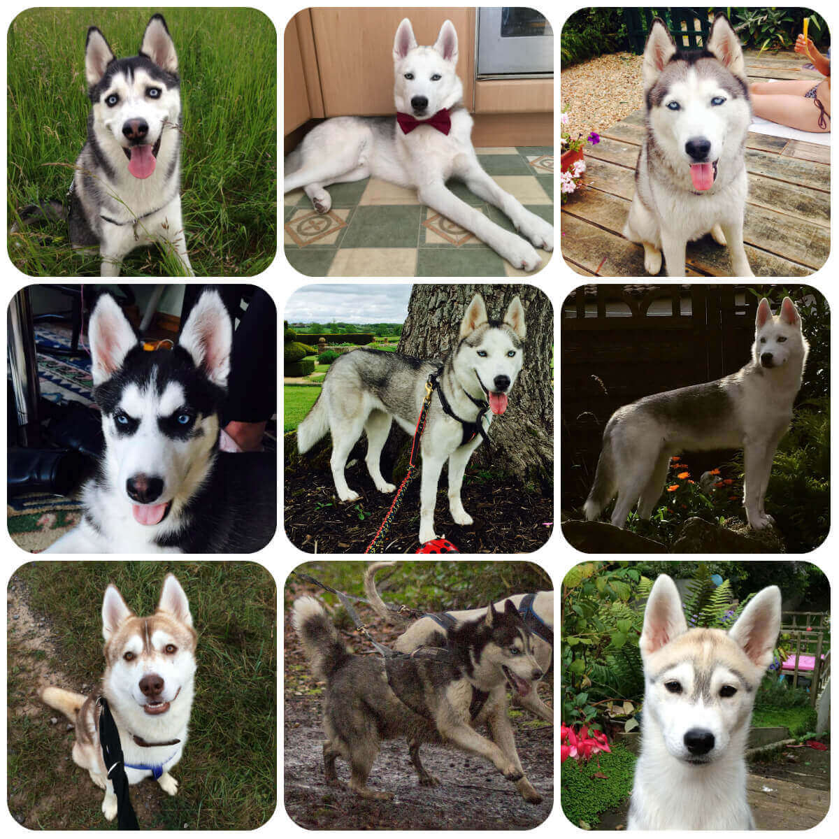 husky fur types