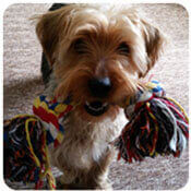 un feliz Yorkshire Terrier sosteniendo su juguete