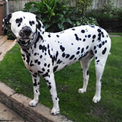 dalmatian exercise