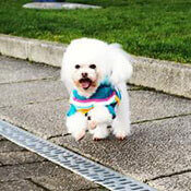 picture of an adorable poodle