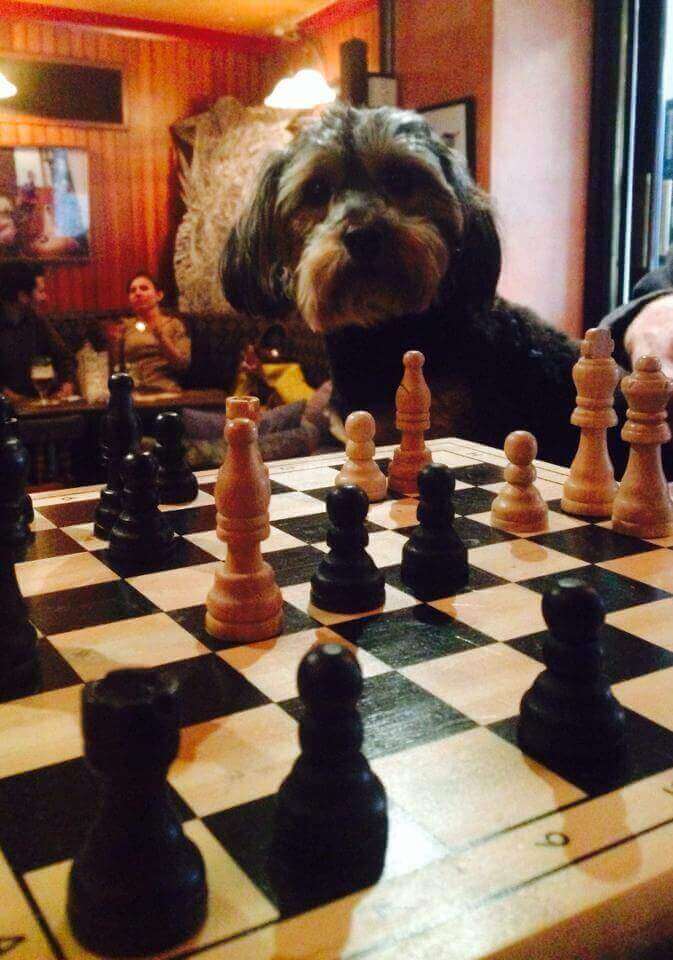 a dog in mvp, a dog friendly pub in dublin