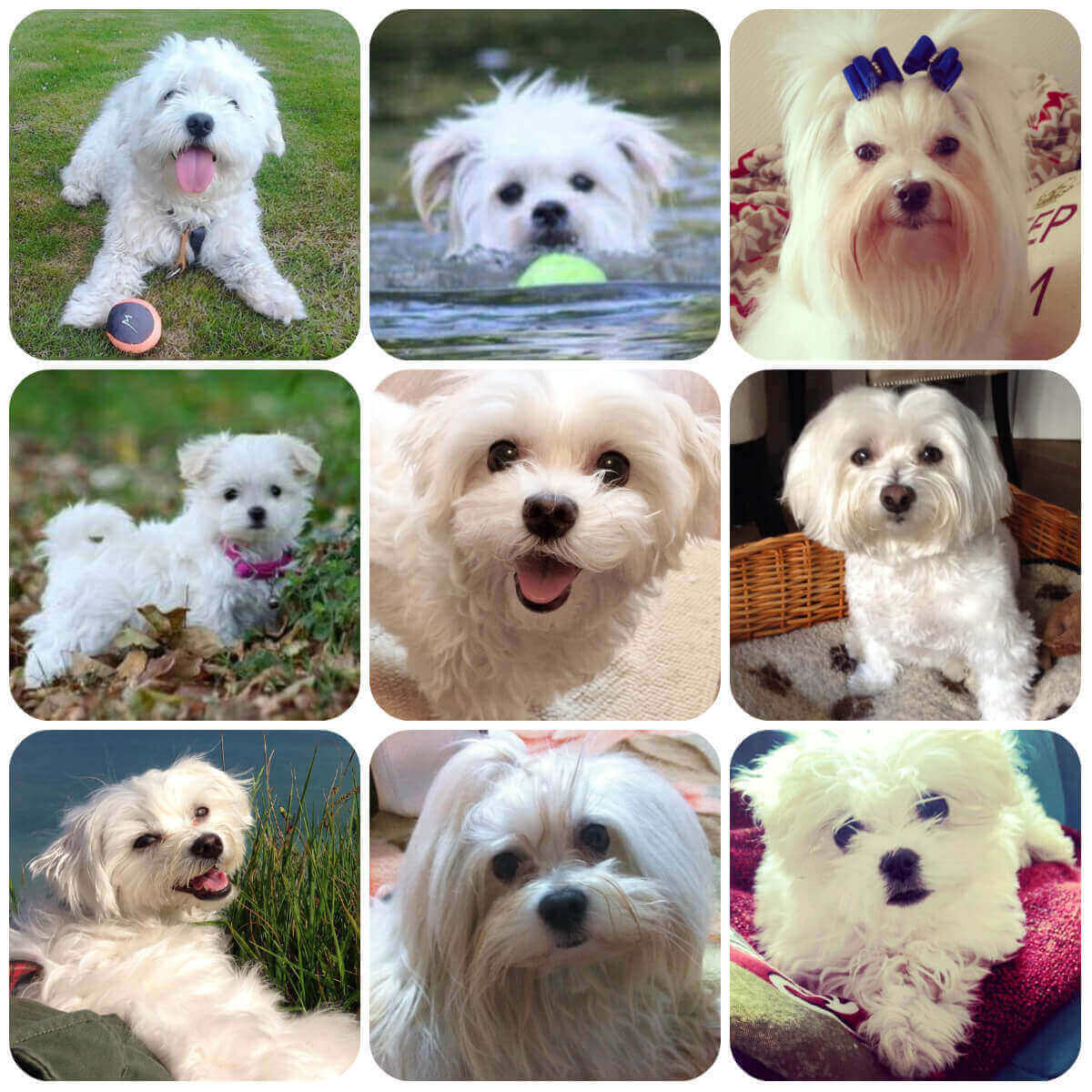 facts about maltese puppies