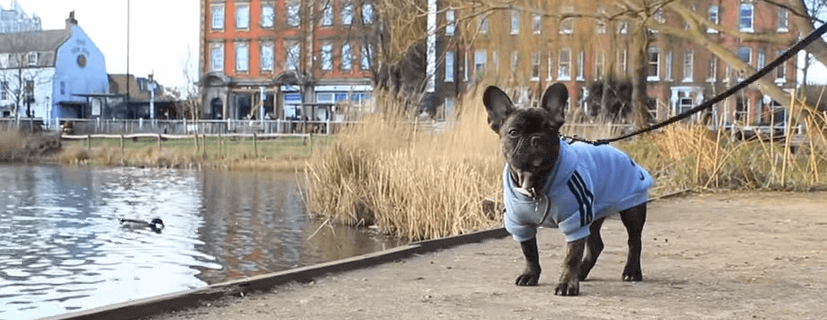 a dog walking by a lake