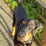 picture of a doberman outside
