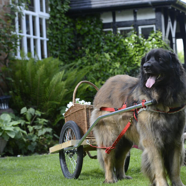 Leonberger Borrowmydoggy Leaving Pawprints Of Happiness