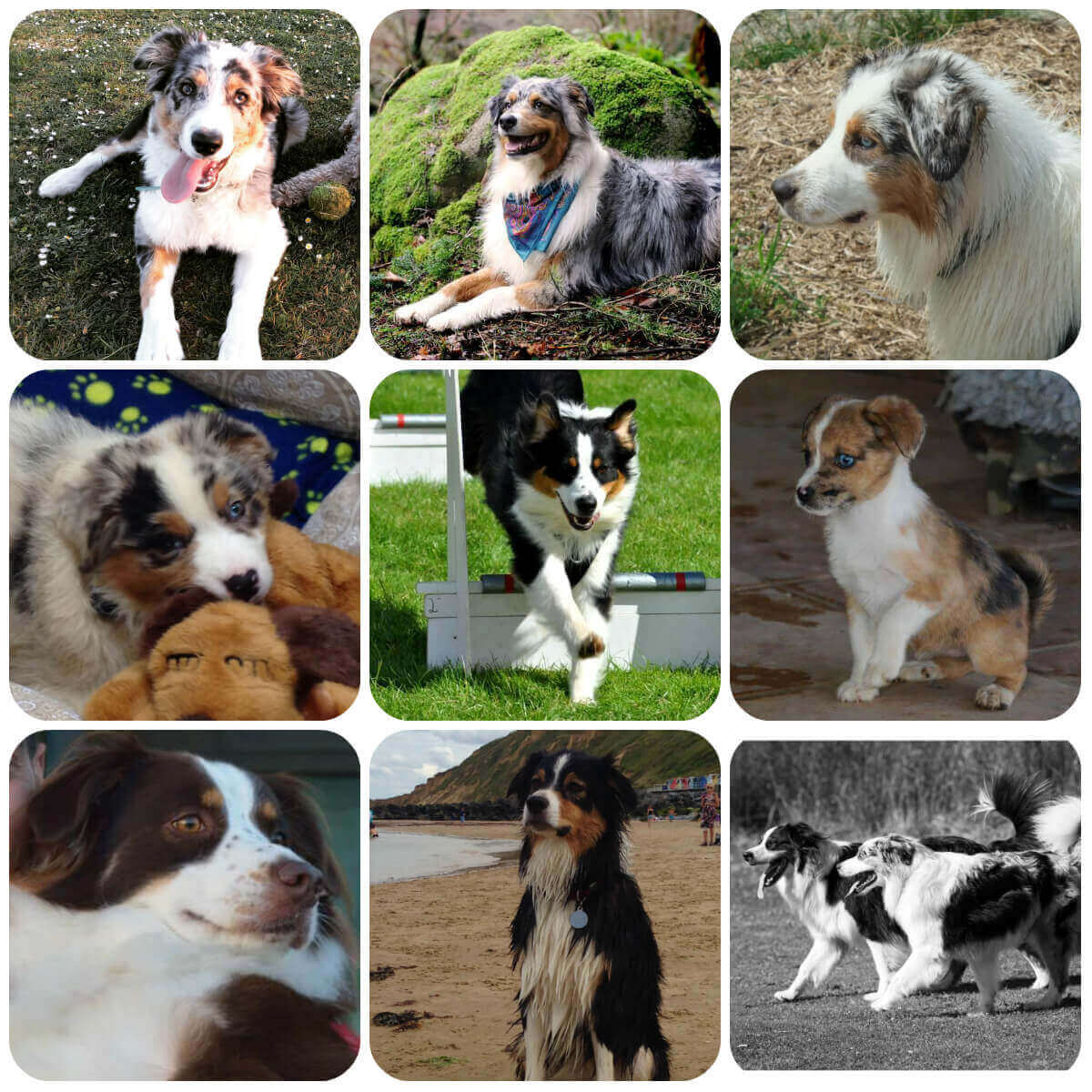 Australian | BorrowMyDoggy - Leaving Pawprints of