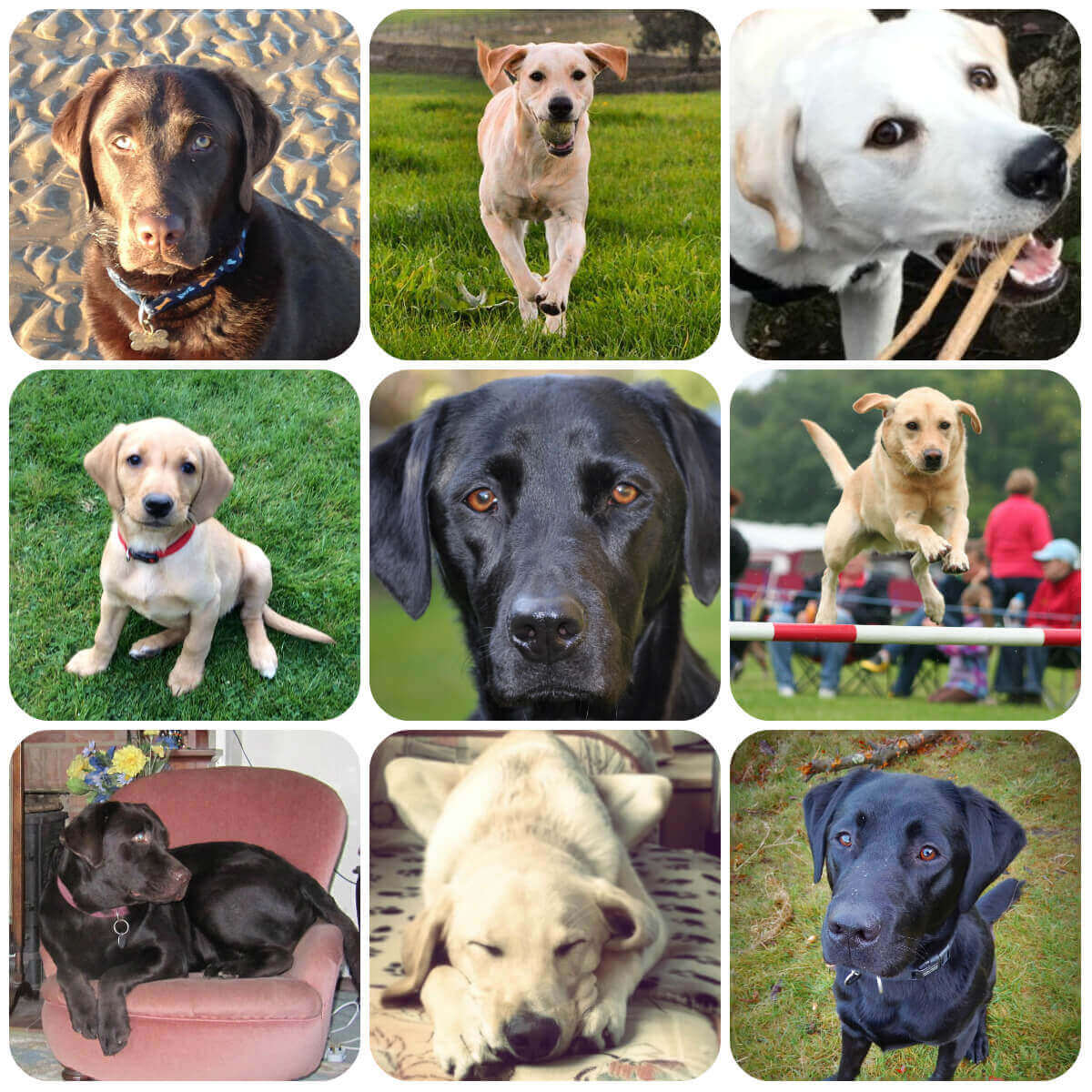 Labrador collage, part of BorrowMyDoggy's guide to dog breeds Labrador collage, part of BorrowMyDoggy's guide to dog breeds