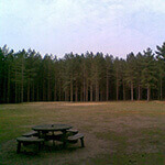 rendlesham forest, a great place to walk your dog in suffolk.