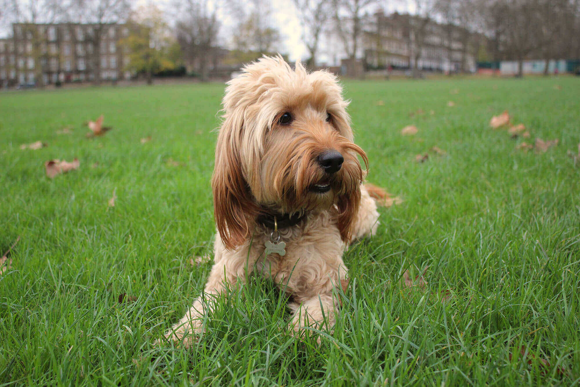 Affordable Dog Walkers in Southampton BorrowMyDoggy Leaving