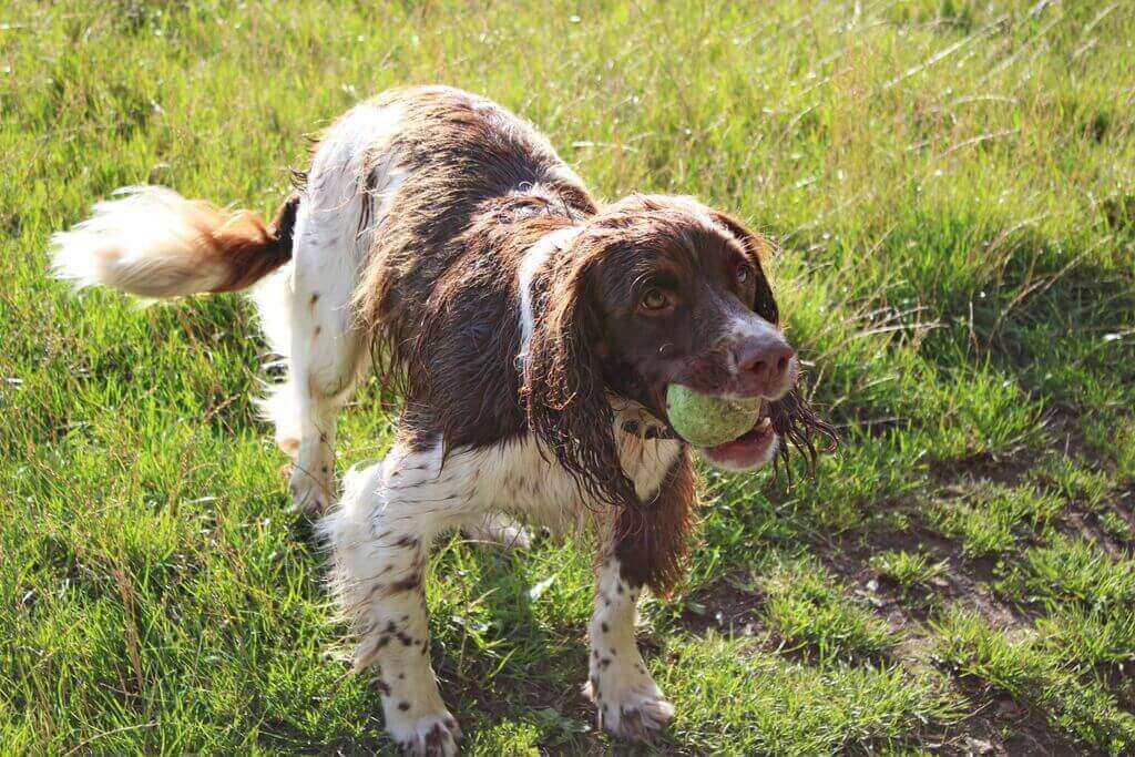 best places to walk dog near me