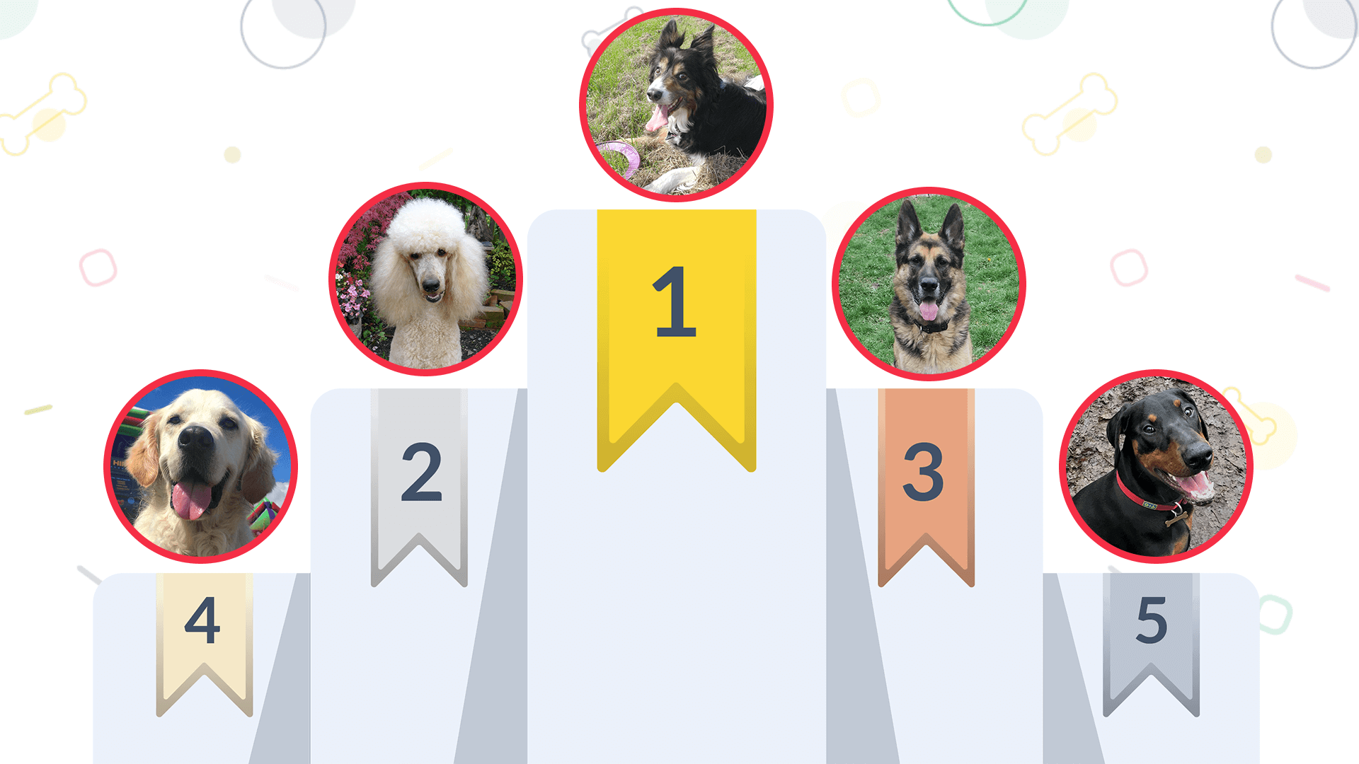 top 5 smartest dogs