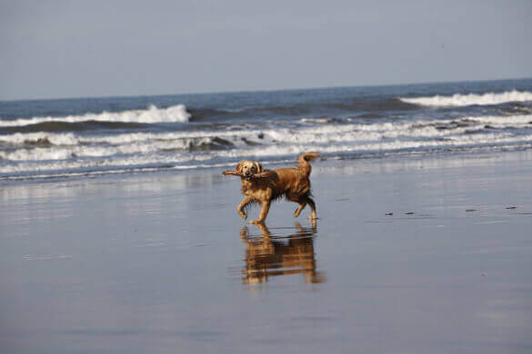 Berrow Beach, a dog friendly beach in Somerset